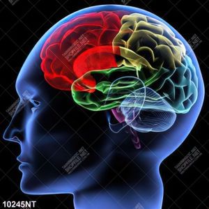 Tranh nghệ thuật bộ não con người 