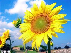 Tranh bông hoa hướng dương
