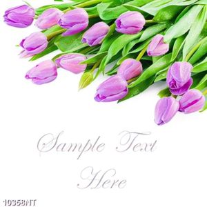 Tranh hoa tulip tím 10358NT