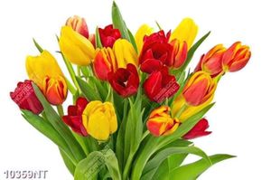 Tranh hoa tulip đẹp 10359NT