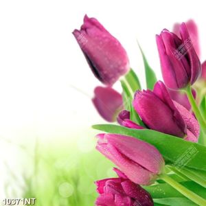 Tranh hoa tulip 10371NT