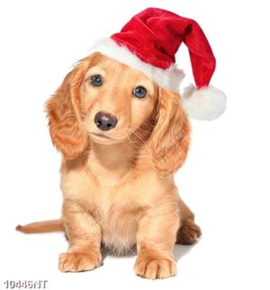 Tranh chú chó đội mũ noel