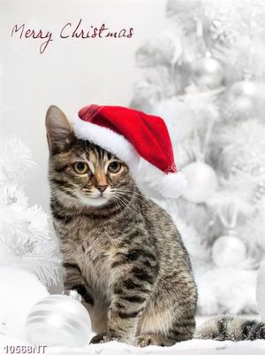 Tranh chú mèo merry christmas 