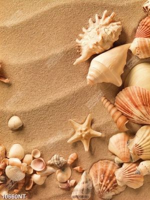 Tranh vỏ sò trên cát