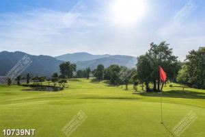 Tranh sân golf 