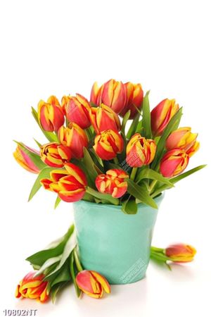 Tranh chậu hoa tulip 10802NT