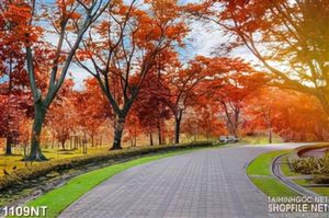 Tranh con đường rừng phong