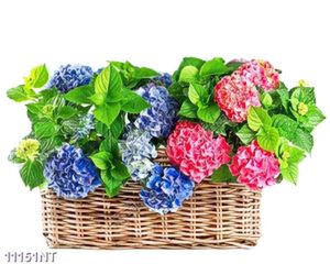Tranh nghệ thuật in canvas chất lượng cao