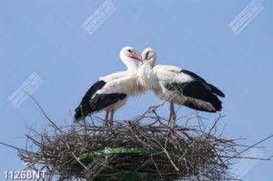 Tranh nghệ thuật đẹp nhất