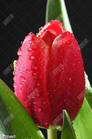 Tranh nghệ thuật in canvas chất lượng cao