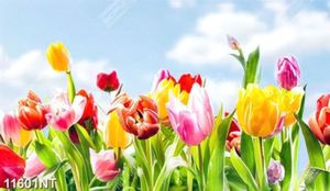 Tranh hoa tulip đẹp 11601NT