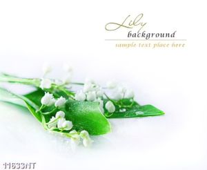 Tranh hoa lili trắng 11633NT