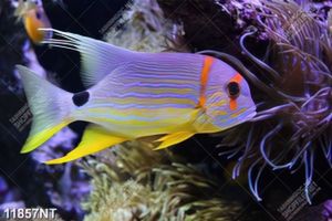 Tranh cá dưới đại dương 11857NT