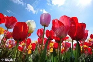 Tranh cánh đông hoa tulip dười bầu trời xanh