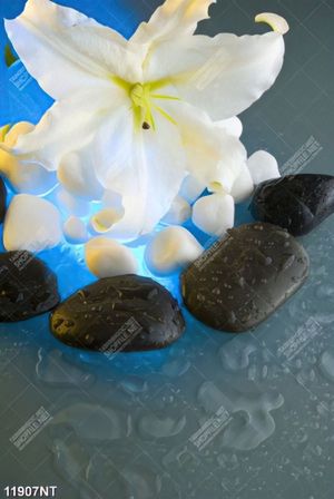 Tranh bông hoa trắng và đá đen