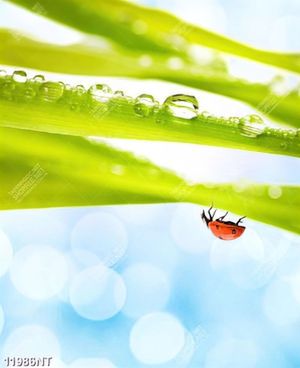 Tranh bọ cánh cam đậu trên chiếc lá