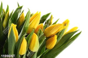 Tranh hoa tulip vàng 11996NT