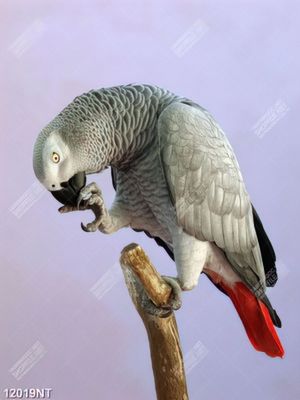 Tranh vẹt cảnh