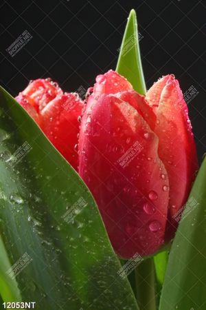 Tranh hoa tulip 12053NT