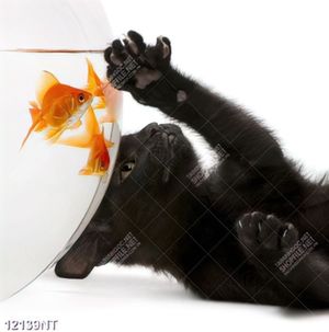Tranh cá vàng và mèo đen