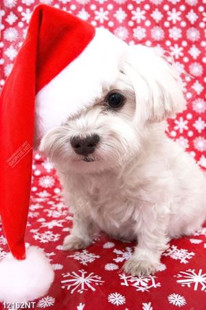 Tranh chú chó nhỏ đội mũ noel đỏ