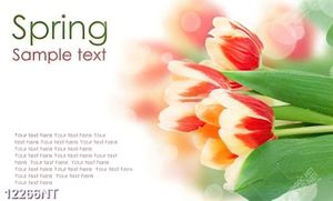 Tranh hoa tulip 12266NT