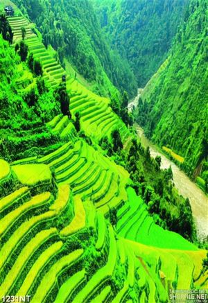 Tranh ruộng bậc thang