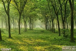 Tranh rừng xanh mờ sương