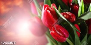 Tranh hoa tulip 12440NT