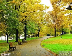 Tranh con đường đầy hoa vàng