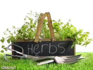 Tranh herbs