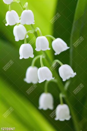 Tranh bông hoa trắng 12705NT