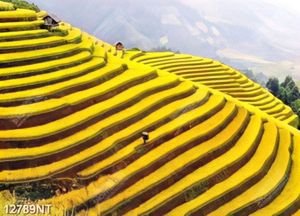 Tranh psd ruộng bạc thang chín vàng