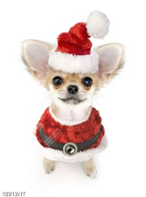 Tranh chú chó đội mũ noel