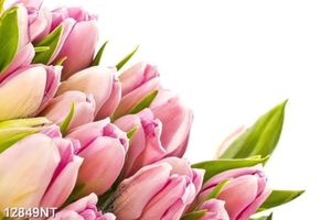 Tranh hoa tulip 12849NT