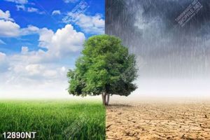 Tranh ghép hai bầu trời mưa nắng