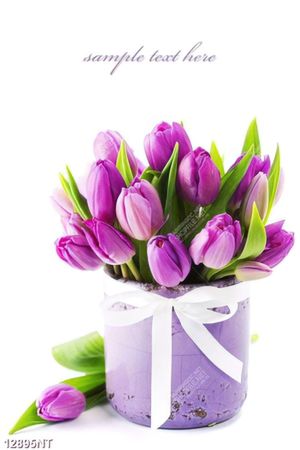 Tranh hoa tulip 12895NT