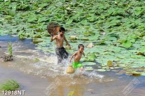 Tranh hồ sen 12918NT