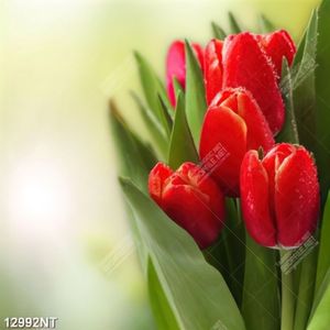 Tranh hoa tulip đỏ 