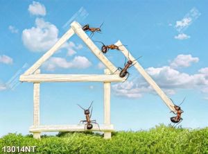 Tranh đàn kiến nghệ thuật 