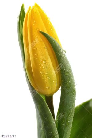 Tranh hoa tulip 13016NT