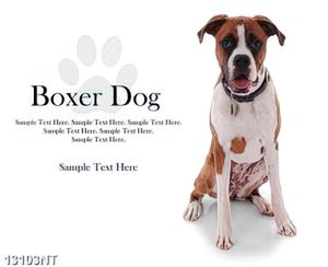Tranh Boxer dog