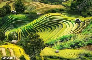Tranh ruộng bậc thang file psd