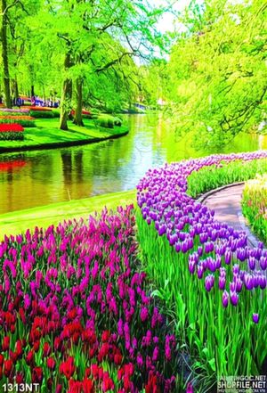 Tranh bờ hồ dịu êm