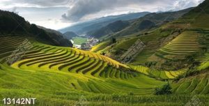 Tranh ruộng bậc thang 13142NT