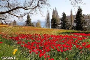 Tranh cánh đồng hoa tulip in file gốc
