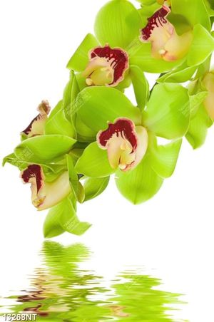 Tranh hoa lan đẹp 13268NT