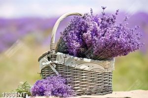 Tranh giỏ hoa Lavender