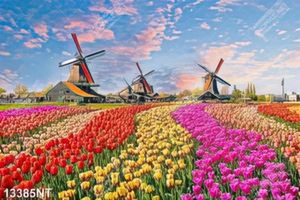 Tranh hoa tulip 13385NT