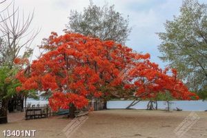 Tranh hoa phượng nở 